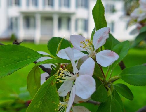 Spring at the Wicoff House Museum