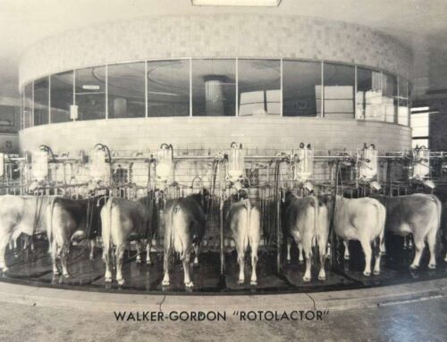 The Rotolactor: “A Carousel For Cows”